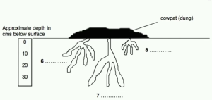 دیاگرام آیلتس